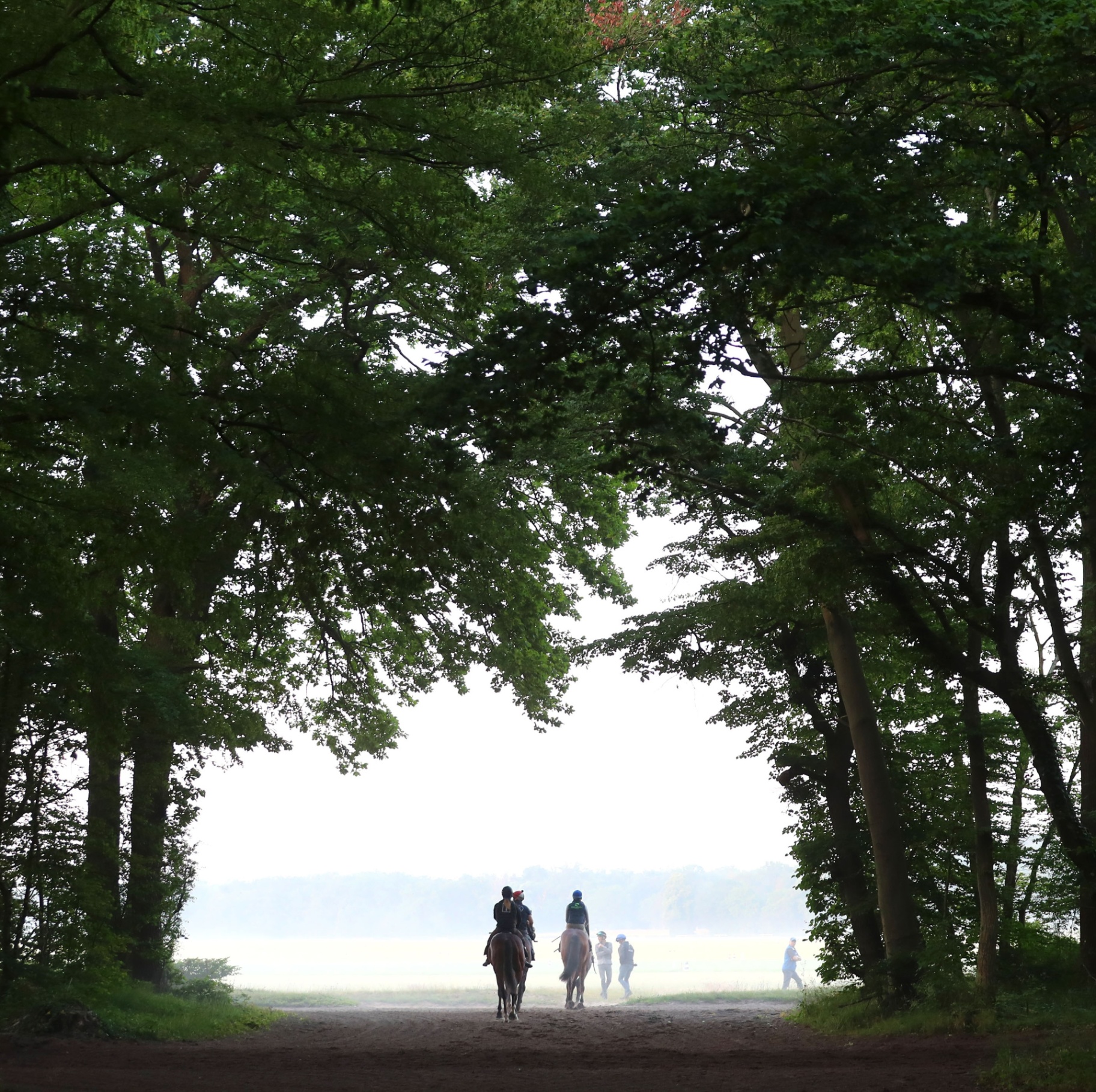 Centre d'entraînement de Chantilly — galop du matin en forêt