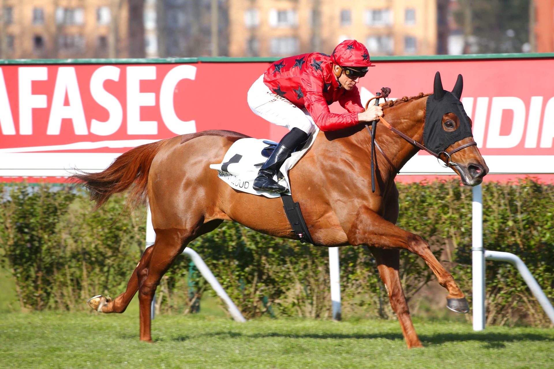 The Revenant, cheval bai, victoire aux Queen Elizabeth II Stakes