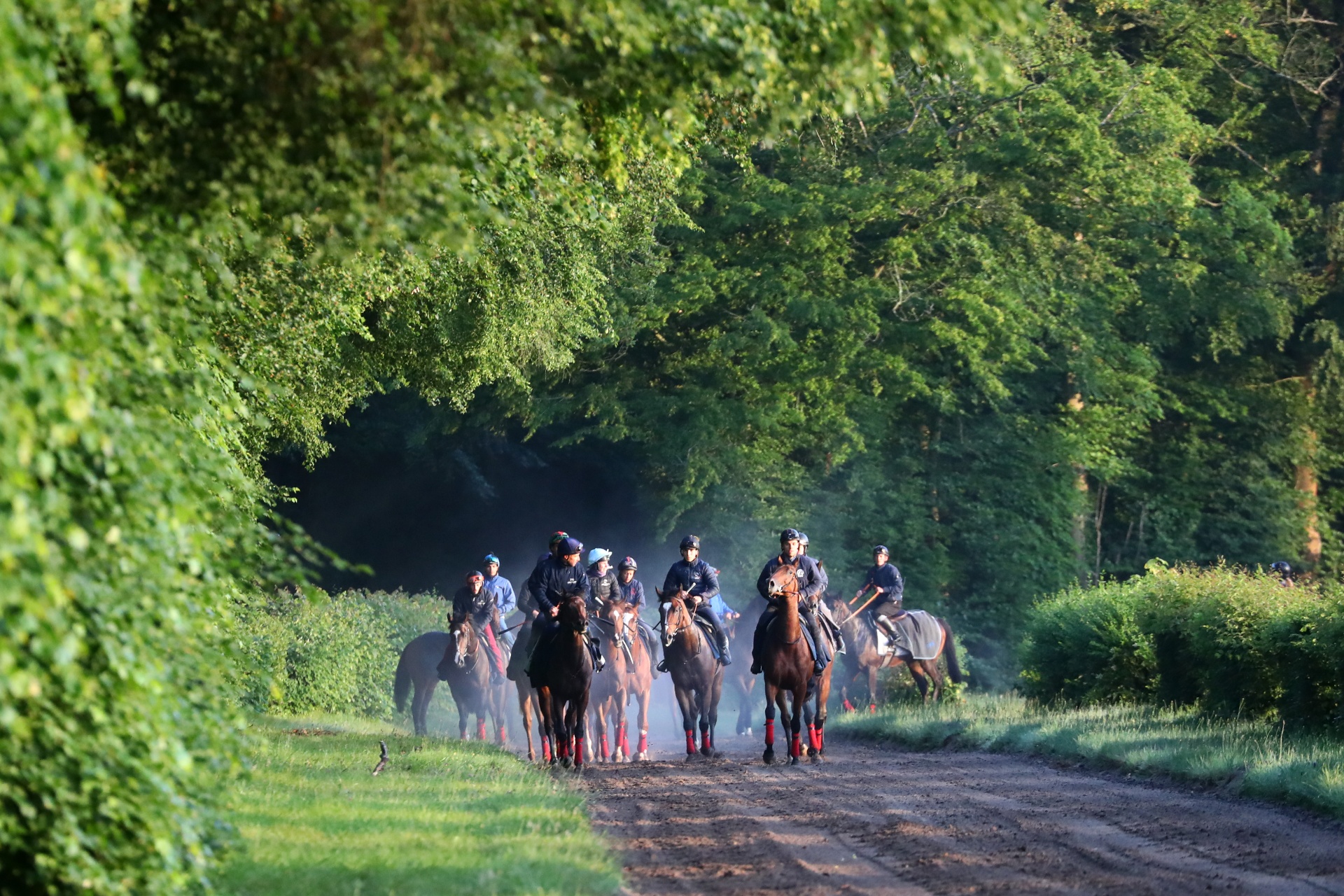 Galop du matin en forêt de Chantilly