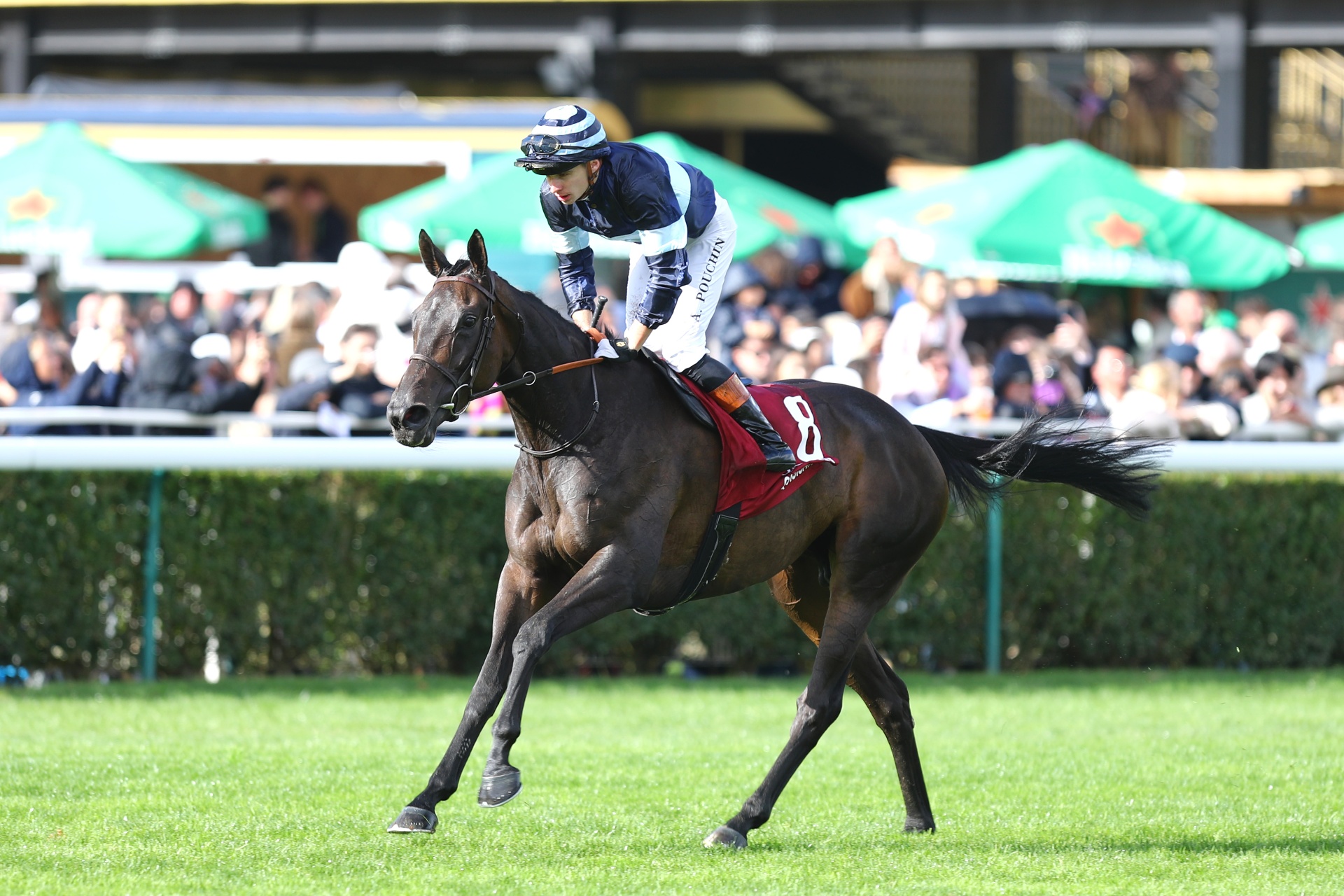 Quisisana, pouliche de course, victoire au Prix Jean Romanet