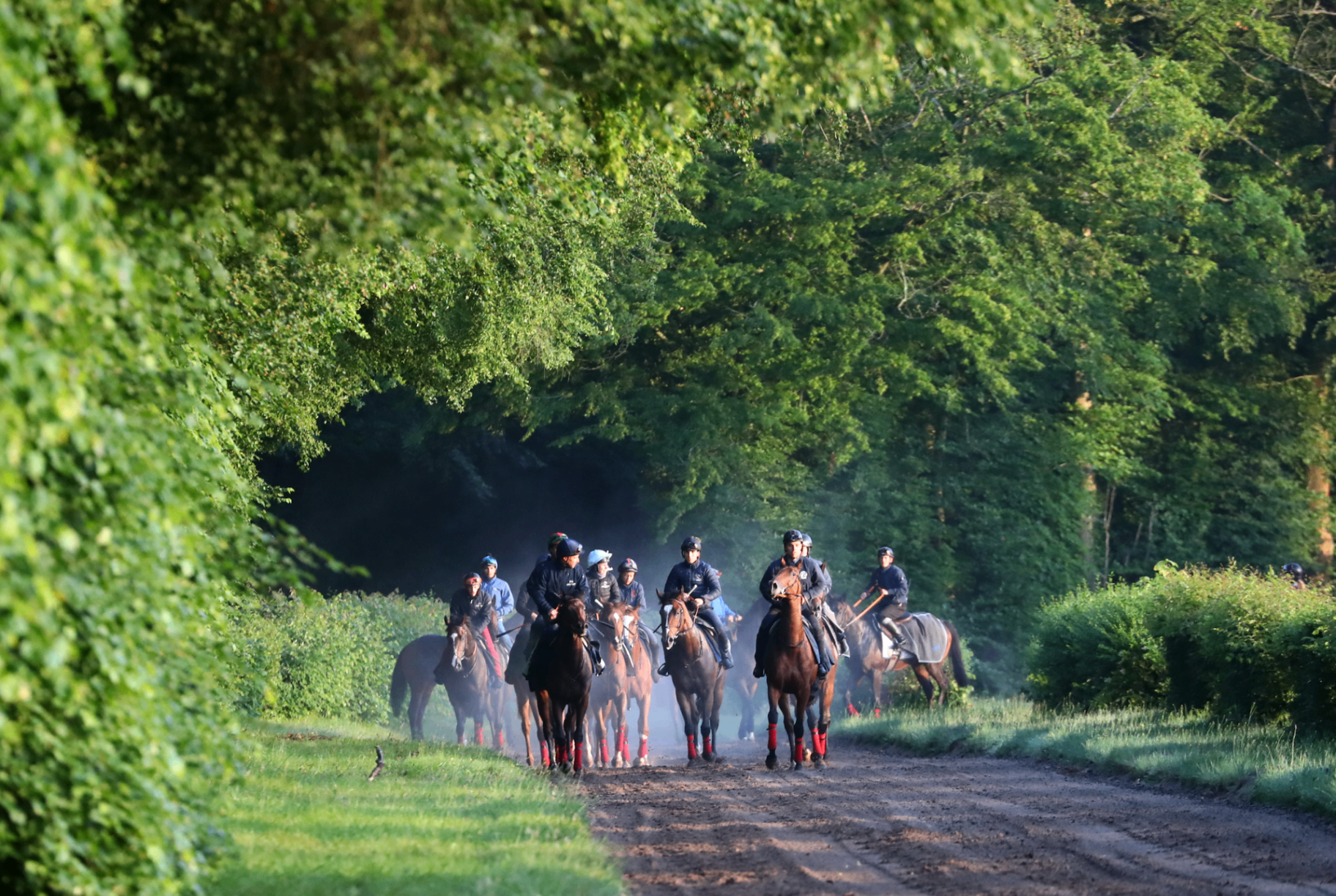 Galop du matin en forêt de Chantilly