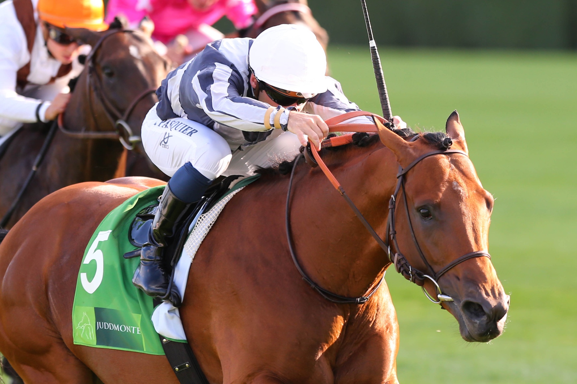 Erupt, cheval bai, casaque Niarchos, ligne droite à Longchamp