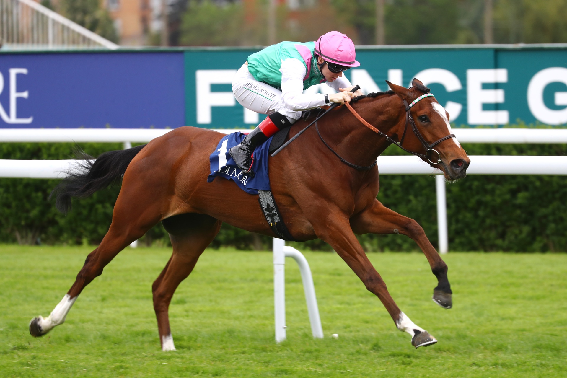 Champion en pleine action — casaque Juddmonte