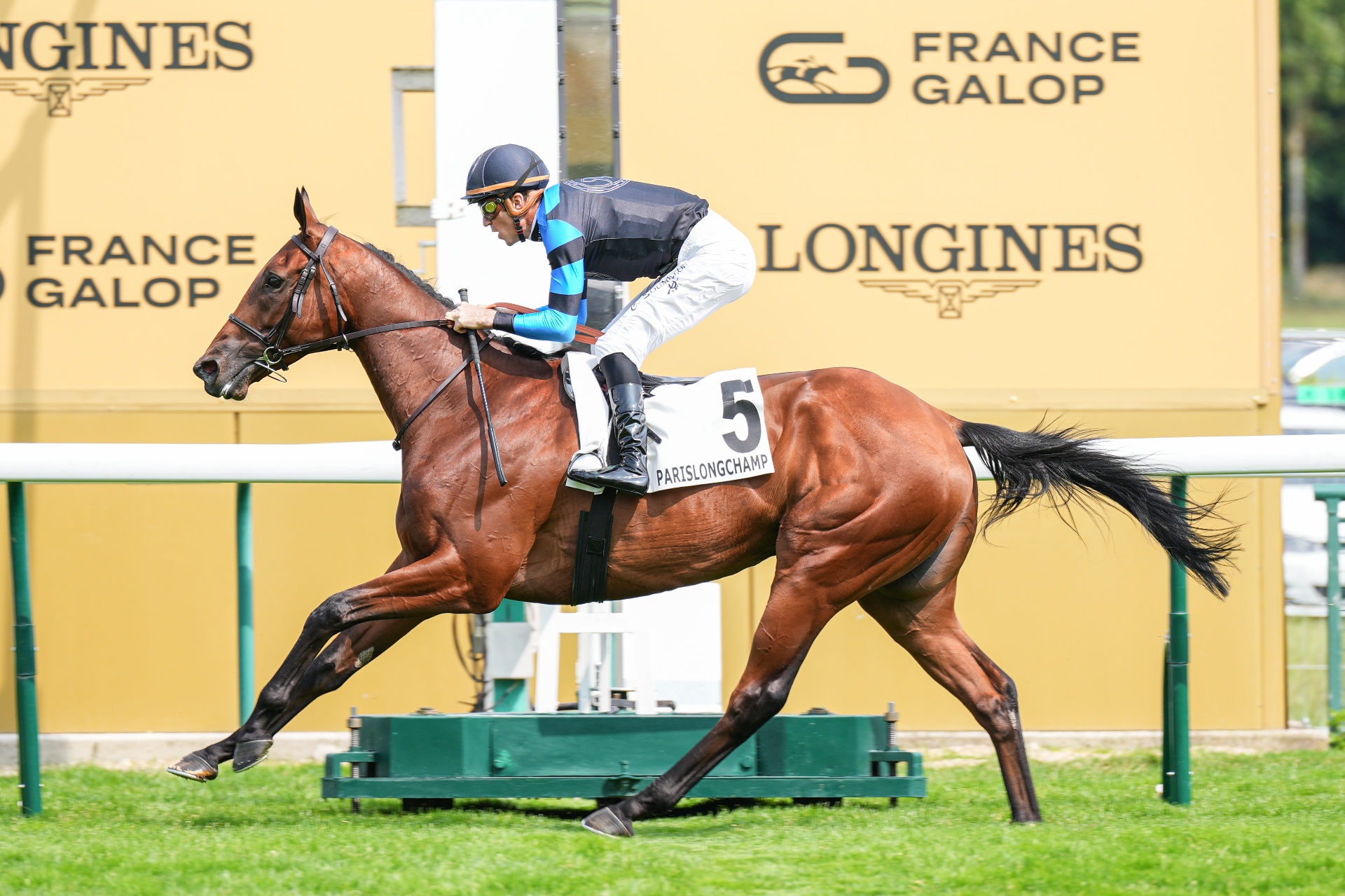 Goliath, cheval bai puissant au galop à Ascot