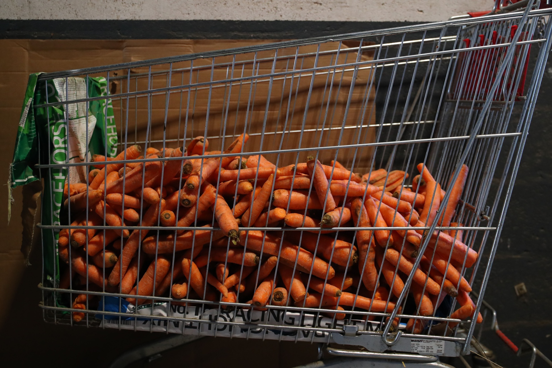 Carottes pour les chevaux